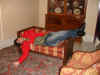 getting comfortable.jpg (70780 bytes)